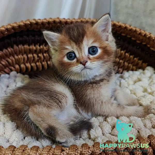 Urmala British Shorthair female chocolate tortie ticked tabby - live animals