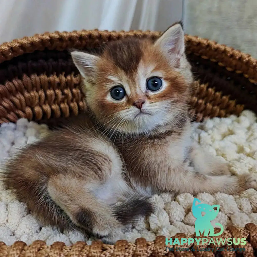 Urmala British Shorthair female chocolate tortie ticked tabby - live animals