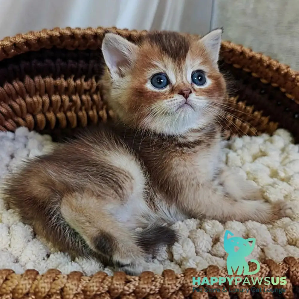 Urmala British Shorthair female chocolate tortie ticked tabby - live animals