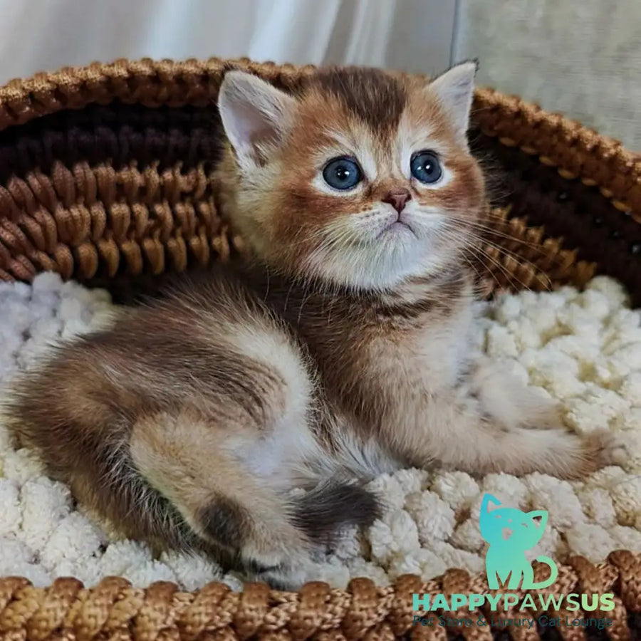 Urmala British Shorthair female chocolate tortie ticked tabby - live animals