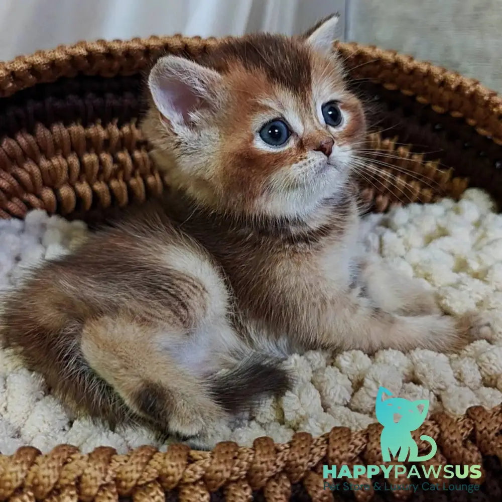 Urmala British Shorthair female chocolate tortie ticked tabby - live animals