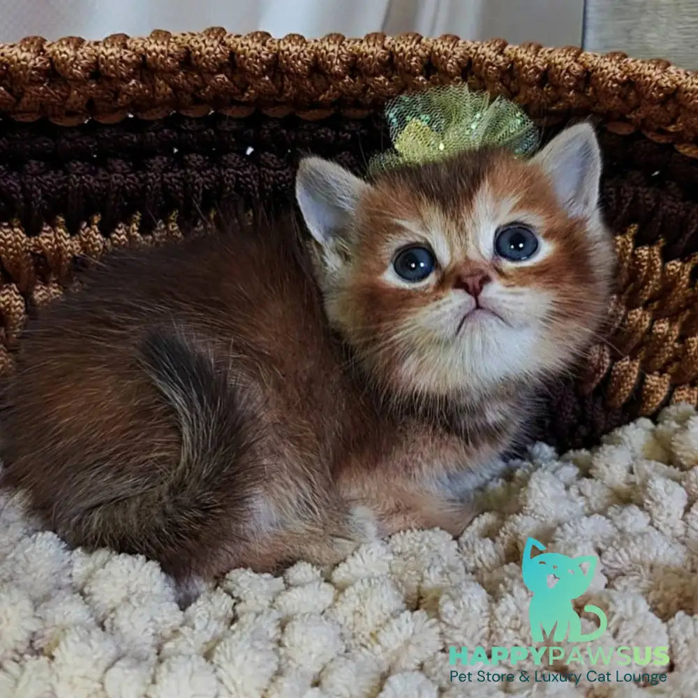 Urmala British Shorthair female chocolate tortie ticked tabby - live animals