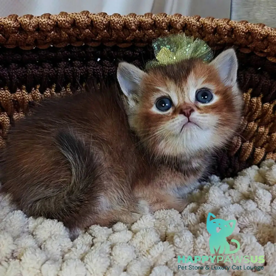 Urmala British Shorthair female chocolate tortie ticked tabby - live animals
