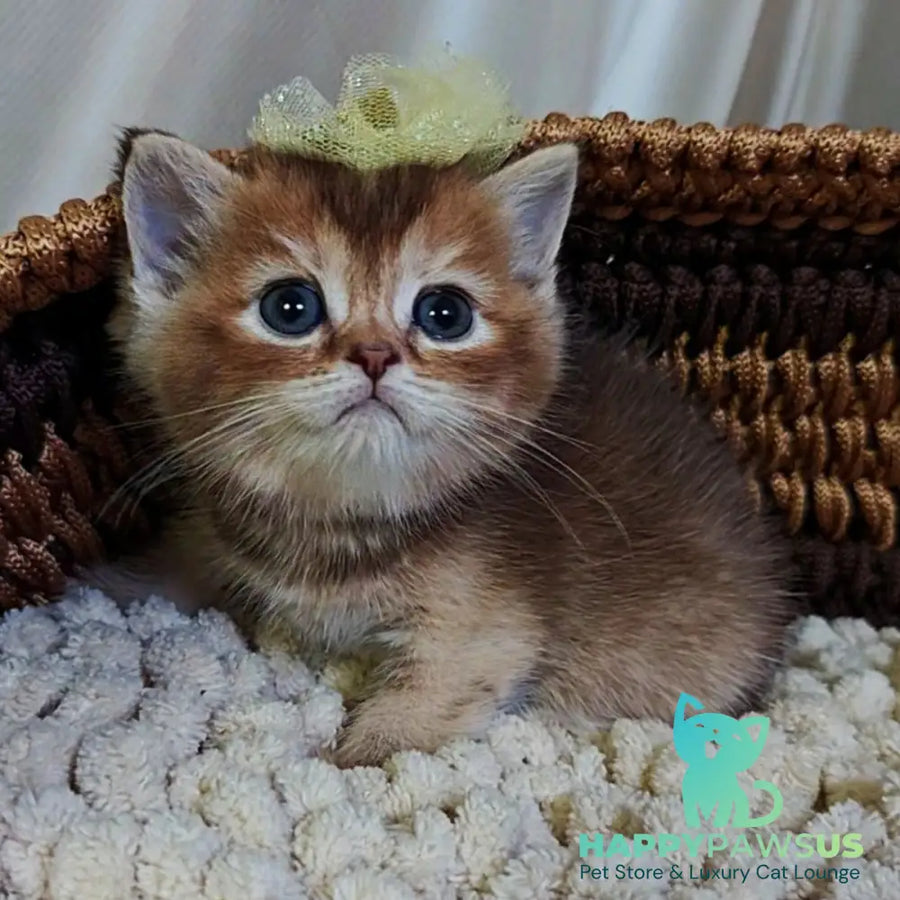 Urmala British Shorthair female chocolate tortie ticked tabby - live animals