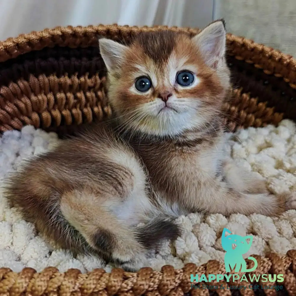 Urmala British Shorthair female chocolate tortie ticked tabby - live animals