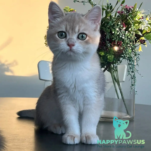 Urman British Shorthair male blue golden chinchilla - live animals