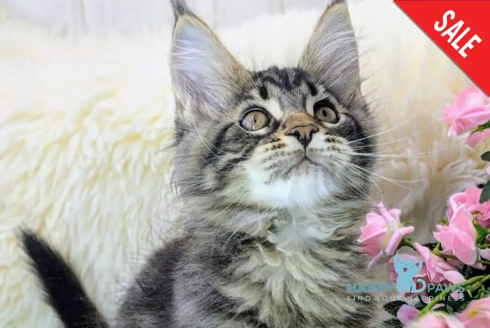 Urman Maine Coon male black tabby - live animals