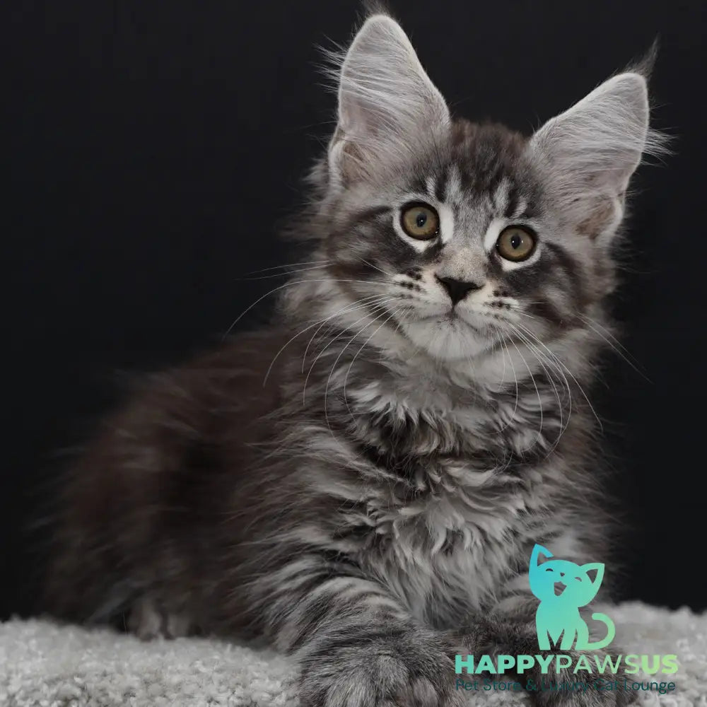 Urman Maine Coon polydactyl 6x6x6x6 male black silver tabby - live animals