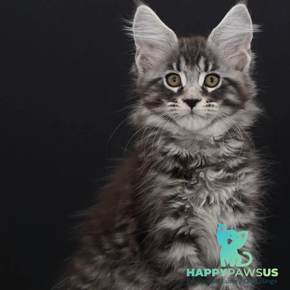 Urman Maine Coon polydactyl 6x6x6x6 male black silver tabby - live animals