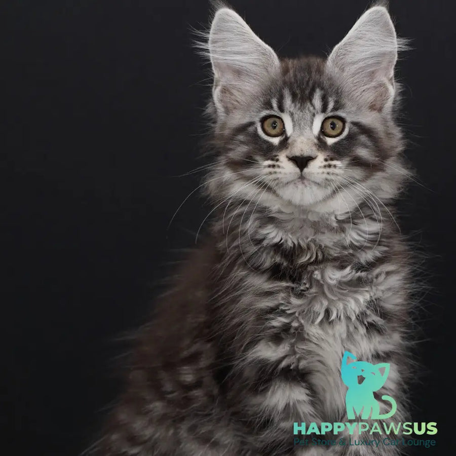 Urman Maine Coon polydactyl 6x6x6x6 male black silver tabby - live animals
