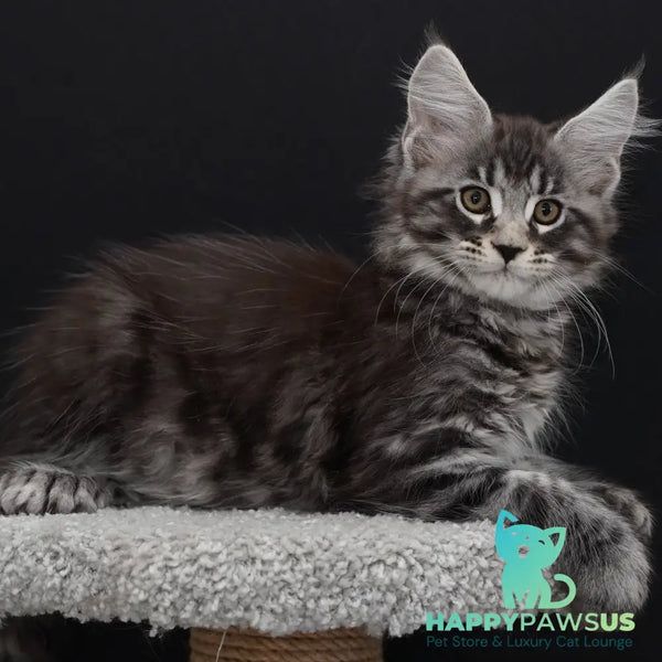 Urman Maine Coon polydactyl 6x6x6x6 male black silver tabby - live animals