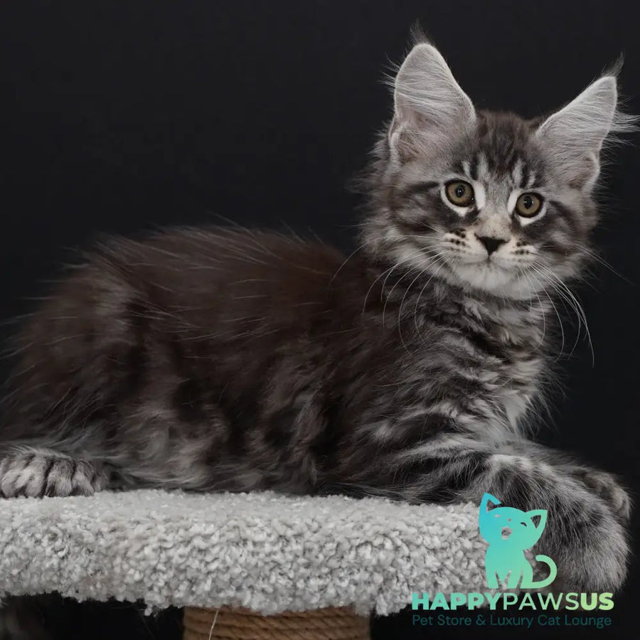 Urman Maine Coon polydactyl 6x6x6x6 male black silver tabby - live animals