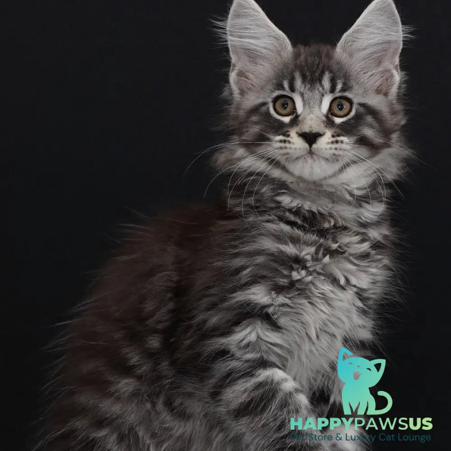 Urman Maine Coon polydactyl 6x6x6x6 male black silver tabby - live animals