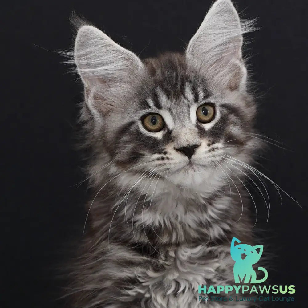 Urman Maine Coon polydactyl 6x6x6x6 male black silver tabby - live animals