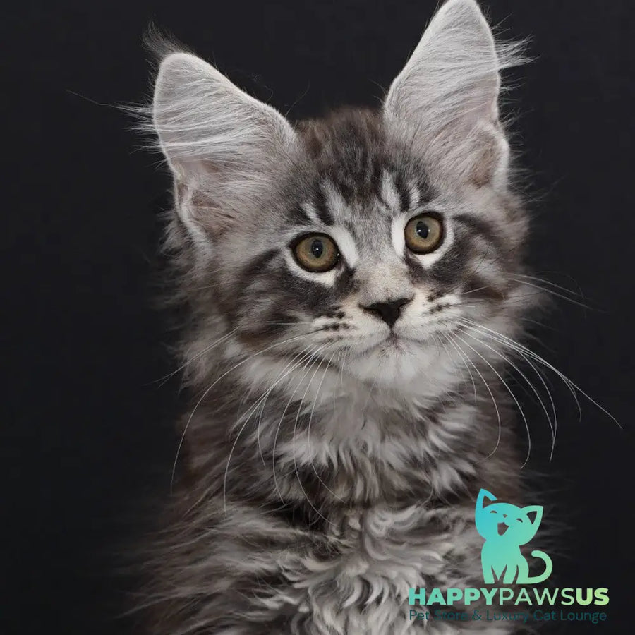 Urman Maine Coon polydactyl 6x6x6x6 male black silver tabby - live animals