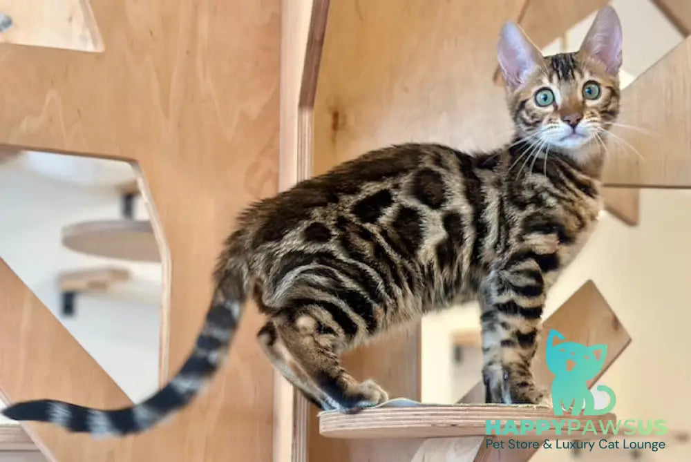 Urmas Bengal male black spotted tabby live animals