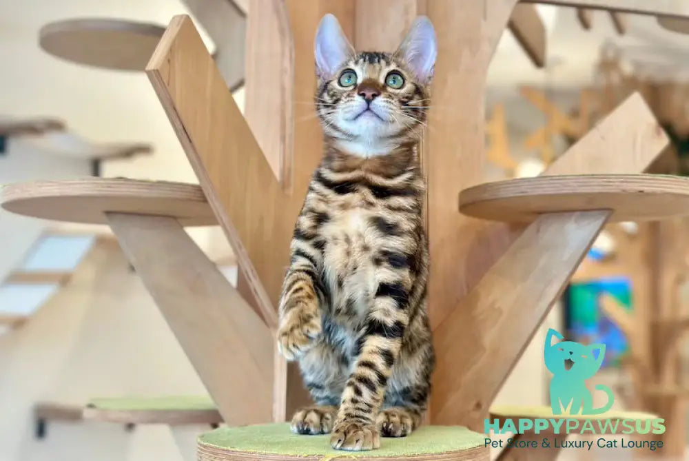 Urmas Bengal male black spotted tabby live animals