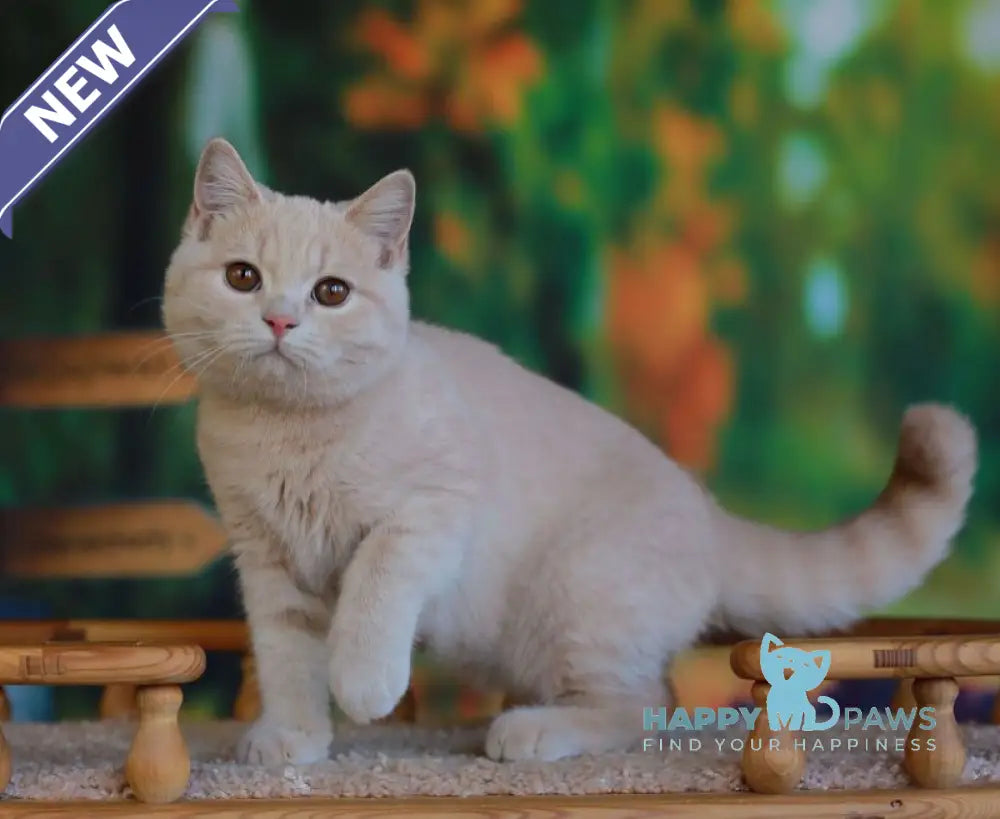 Urmas British Shorthair male cream live animals