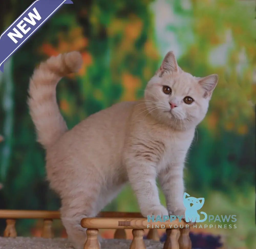 Urmas British Shorthair male cream live animals