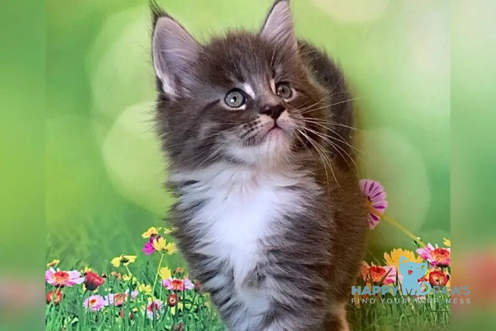 Urmas Maine Coon male blue bicolour tabby live animals