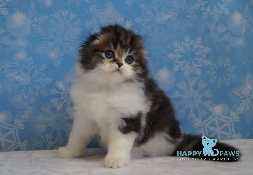 Urmas Scottish Fold male black tabby bicolour live animals