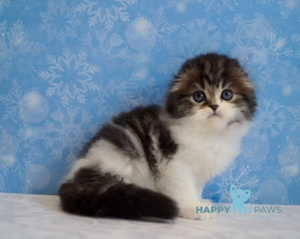 Urmas Scottish Fold male black tabby bicolour live animals