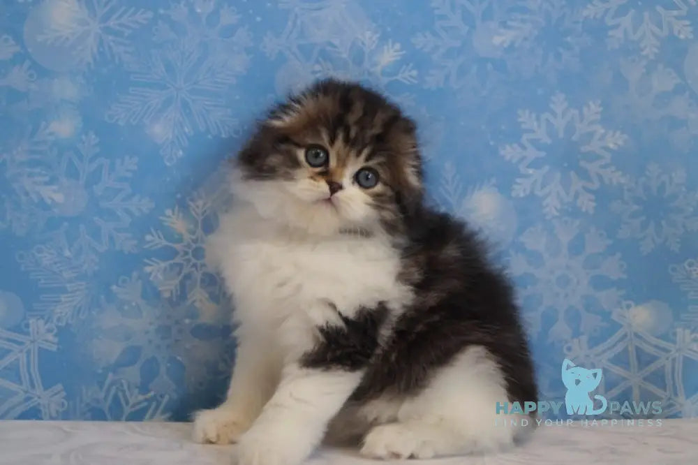 Urmas Scottish Fold male black tabby bicolour live animals