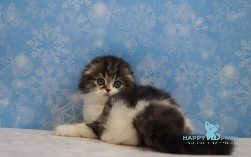 Urmas Scottish Fold male black tabby bicolour live animals