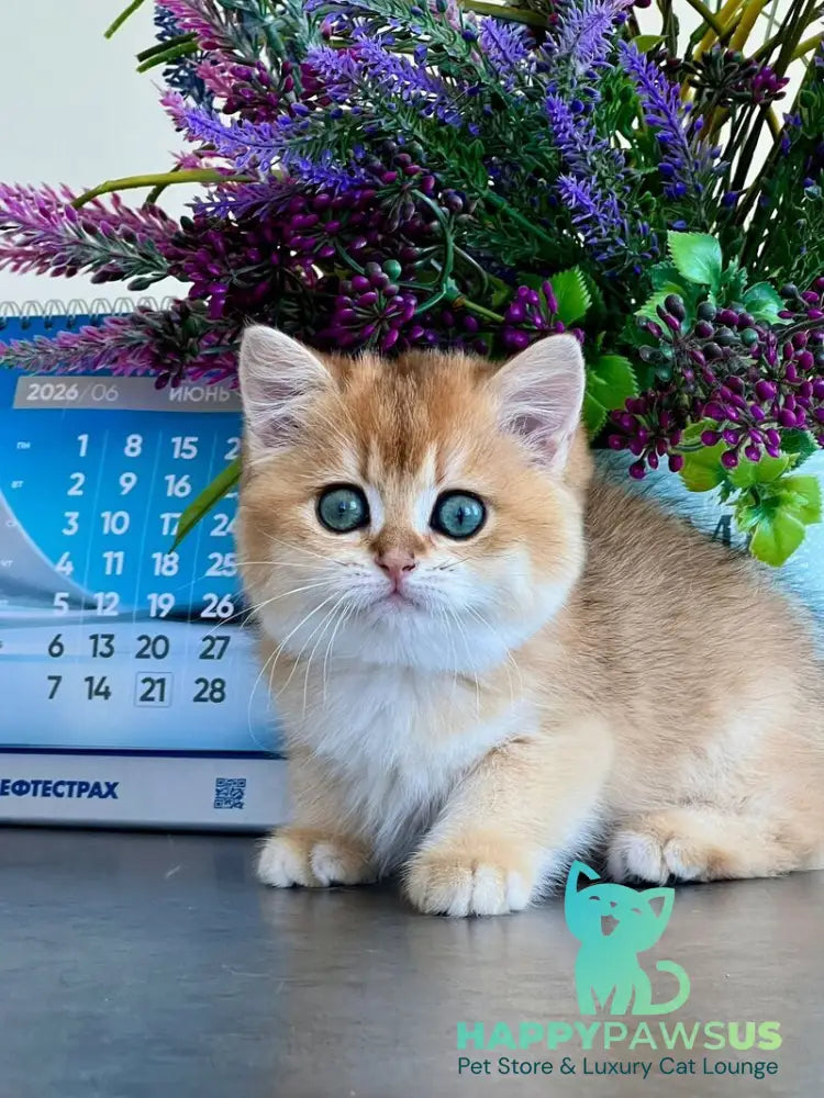 Urmi British Shorthair female black golden shaded - live animals