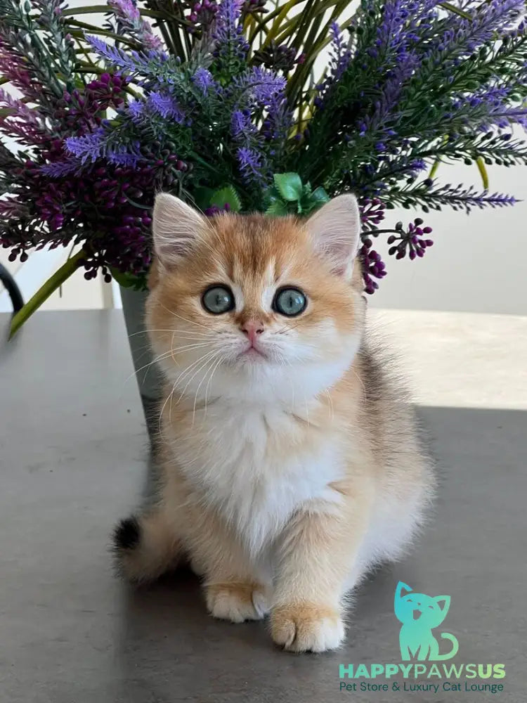 Urmi British Shorthair female black golden shaded - live animals