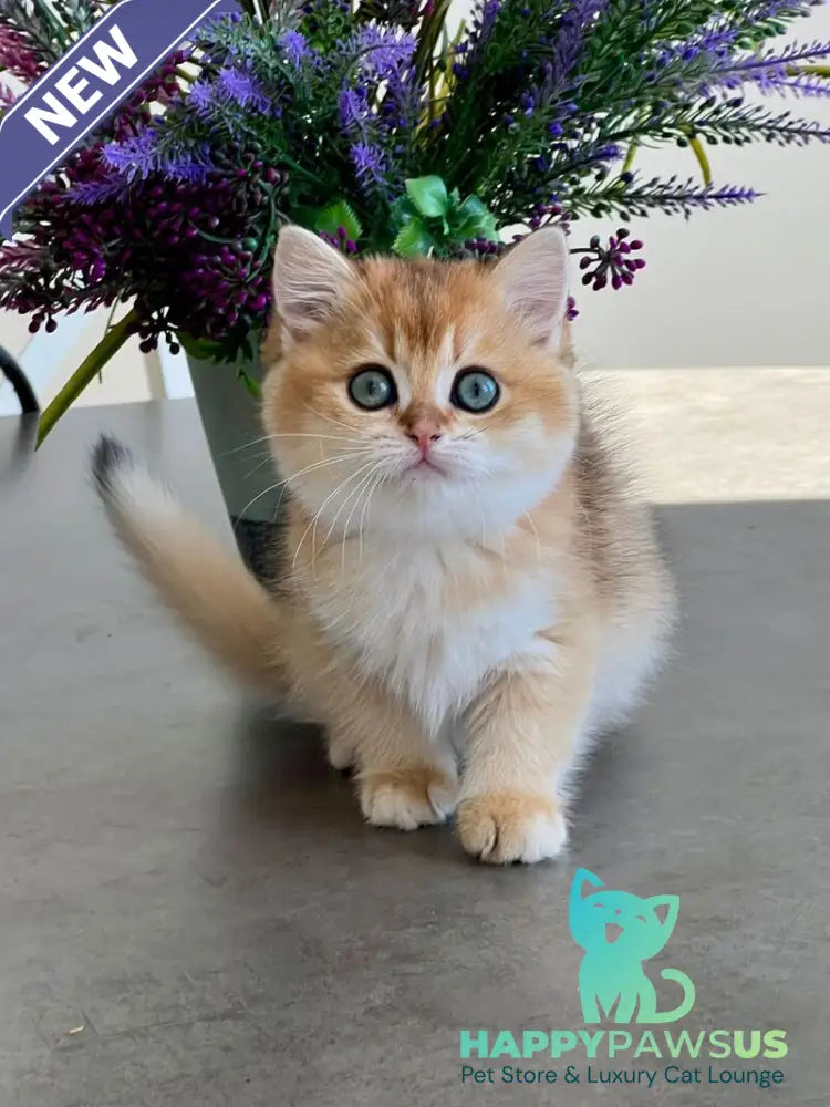 Urmi British Shorthair female black golden shaded - live animals