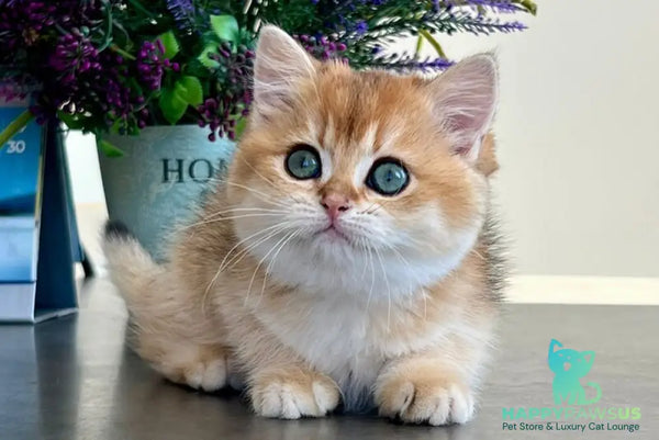 Urmi British Shorthair female black golden shaded - live animals