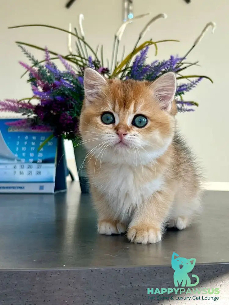 Urmi British Shorthair female black golden shaded - live animals