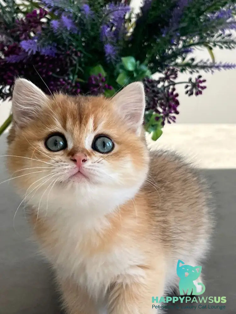Urmi British Shorthair female black golden shaded - live animals