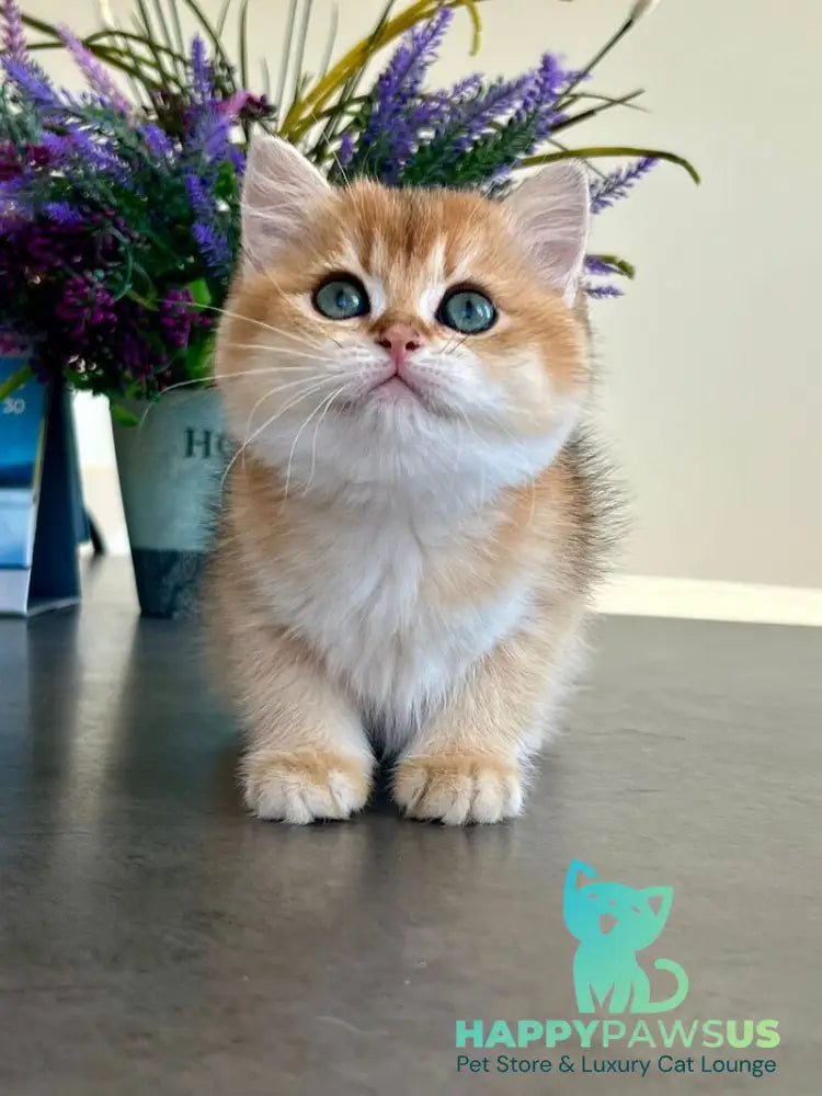 Urmi British Shorthair female black golden shaded - live animals