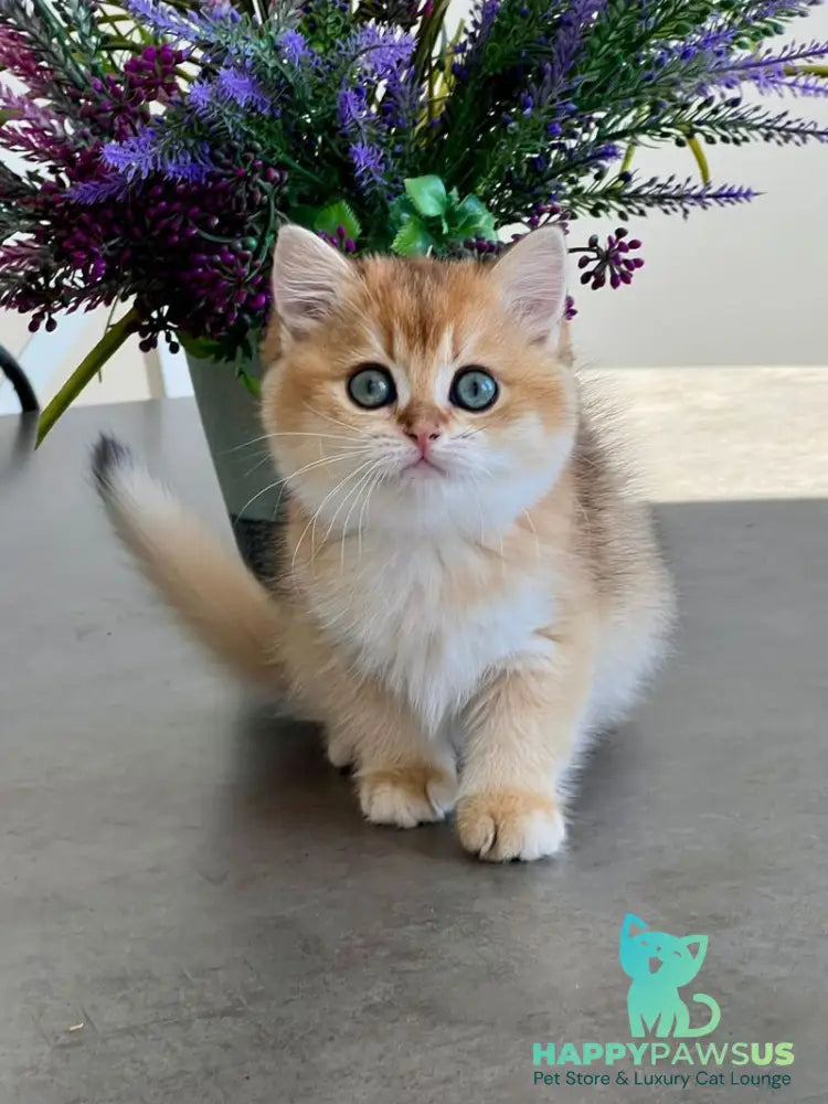 Urmi British Shorthair female black golden shaded - live animals