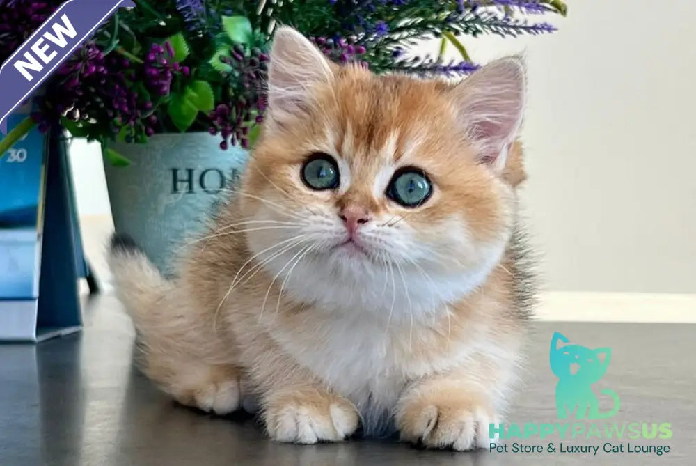 Urmi British Shorthair female black golden shaded - live animals