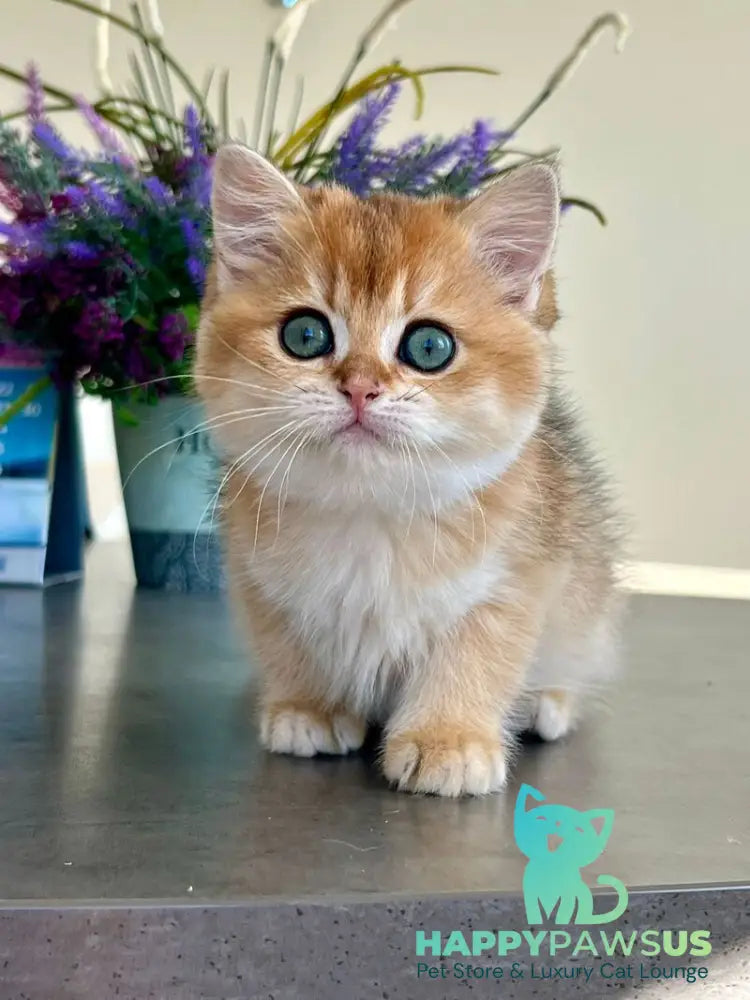 Urmi British Shorthair female black golden shaded - live animals