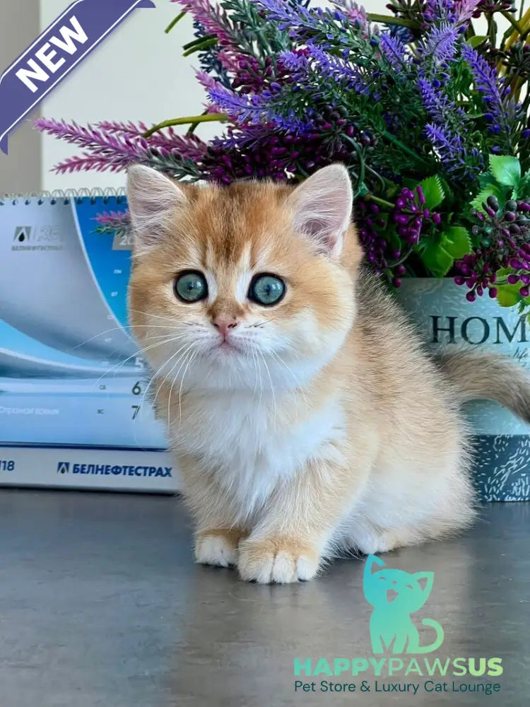 Urmi British Shorthair female black golden shaded - live animals