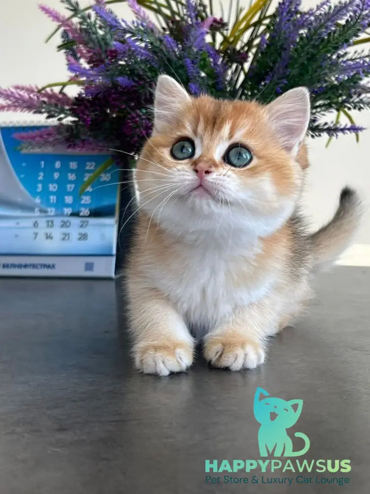 Urmi British Shorthair female black golden shaded - live animals