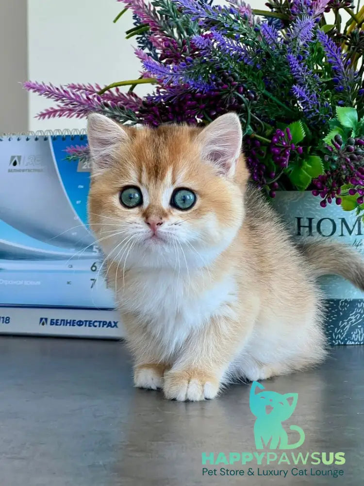 Urmi British Shorthair female black golden shaded - live animals