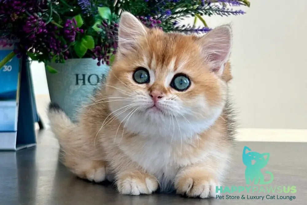 Urmi British Shorthair female black golden shaded - live animals