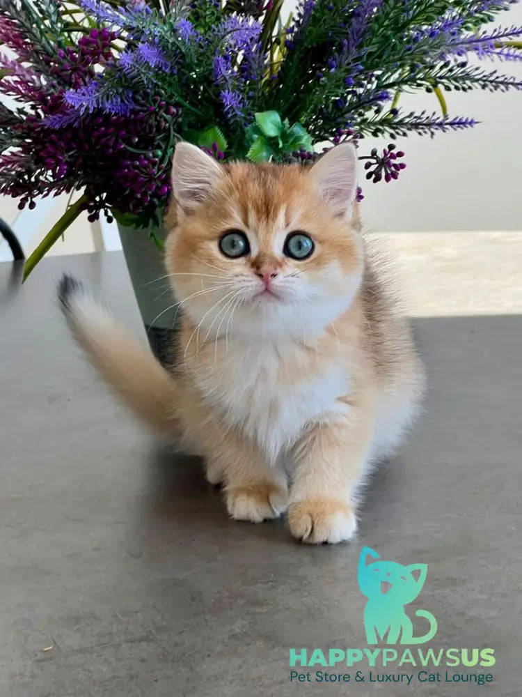 Urmi British Shorthair female black golden shaded - live animals