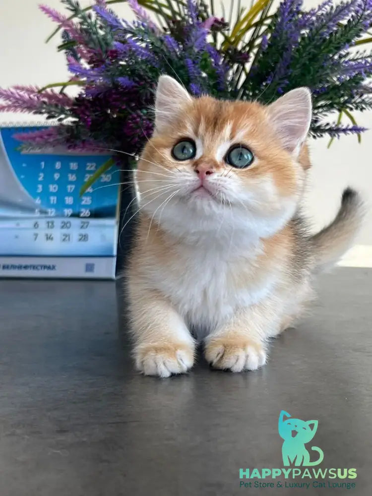 Urmi British Shorthair female black golden shaded - live animals