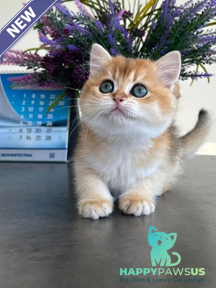 Urmi British Shorthair female black golden shaded - live animals
