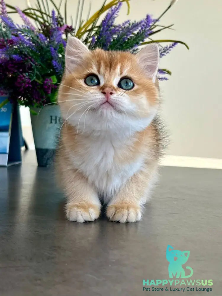 Urmi British Shorthair female black golden shaded - live animals