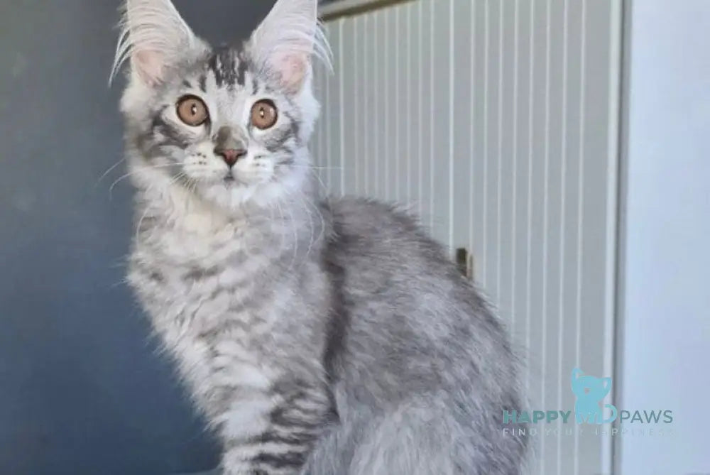 Urnebes Maine Coon male black silver ticked tabby live animals