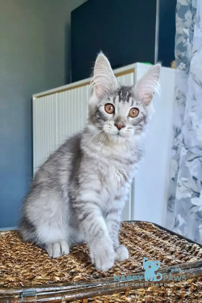 Urnebes Maine Coon male black silver ticked tabby live animals