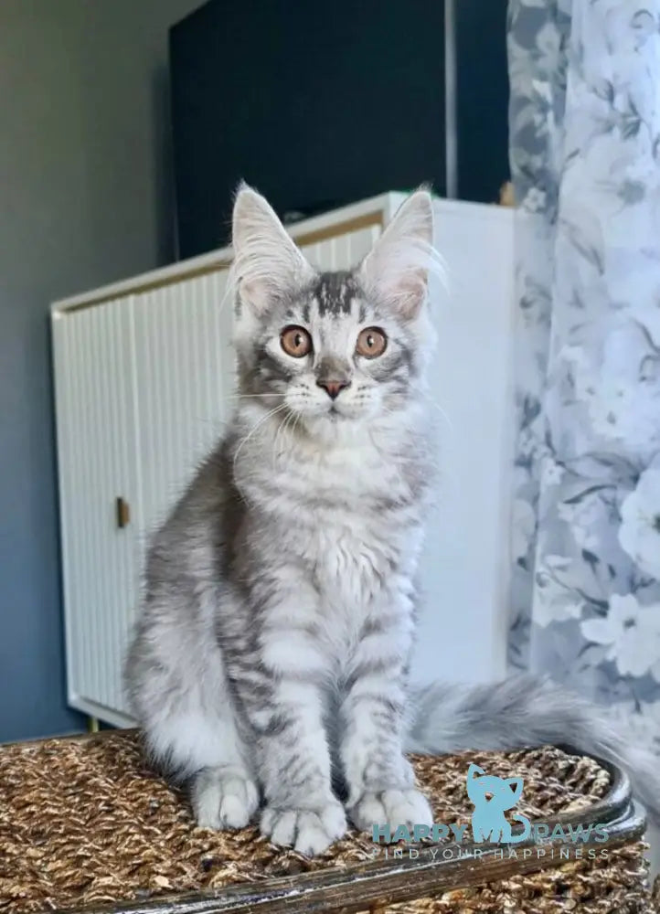 Urnebes Maine Coon male black silver ticked tabby live animals