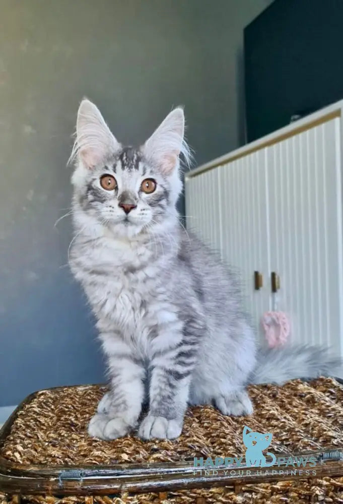 Urnebes Maine Coon male black silver ticked tabby live animals